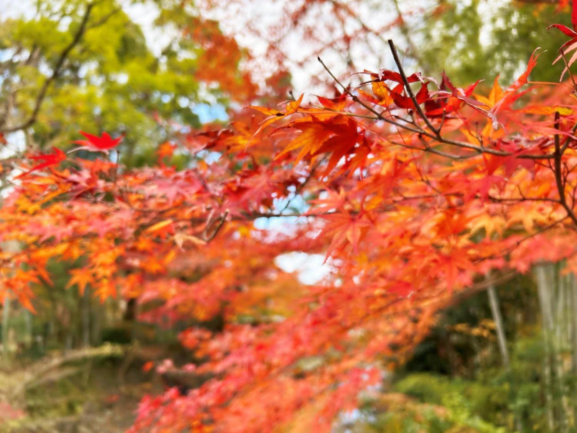 Shuzenji Onsen Hotel Takitei Izu  Exteriér fotografie
